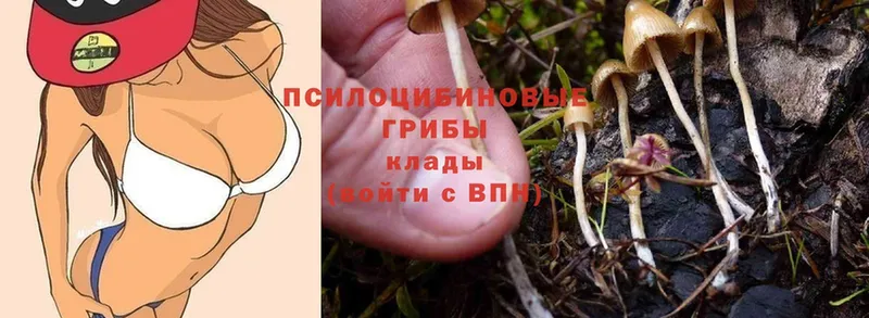 Псилоцибиновые грибы Cubensis  Арск 